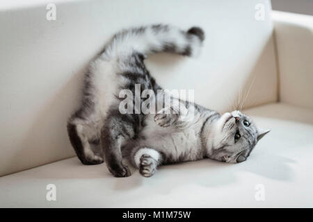 British Shorthair. Adultes Tabby roulant sur une table. Allemagne Banque D'Images