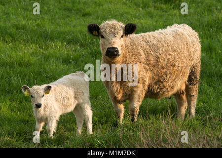 Galloway blanc. Vache et veau sur un pâturage. Allemagne Banque D'Images