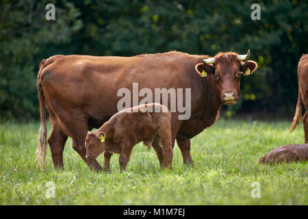 Glan bovins. Vache et veau sur un pâturage. Allemagne Banque D'Images