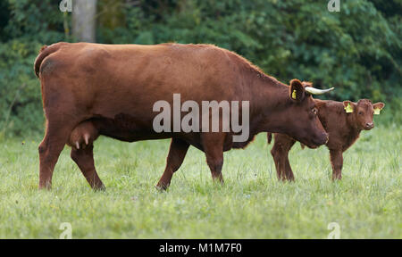 Glan bovins. Vache et veau sur un pâturage. Allemagne Banque D'Images