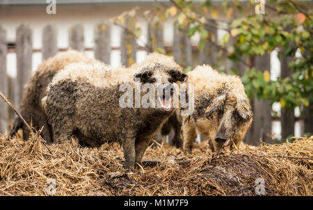 Trois porcs Mangalica. sur un tas de fumier. Allemagne Banque D'Images