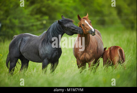 American Quarter Horse. Une cour pour l'étalon noir une jument alezane sur un pré. Allemagne Banque D'Images