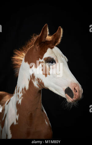 American Quarter Horse. Portrait de book poulain, vu sur un fond noir. Allemagne Banque D'Images