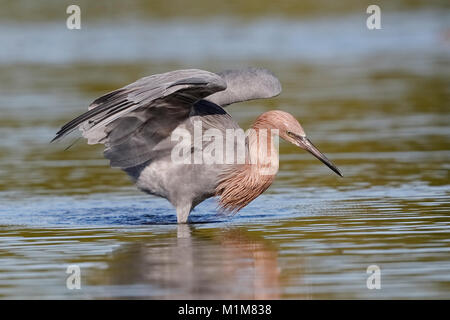 Aigrette garzette (Egretta rufescens rougeâtre) en utilisant ses ailes pour former une voûte qu'il tiges un poisson - Fort De Soto Park, Floride Banque D'Images