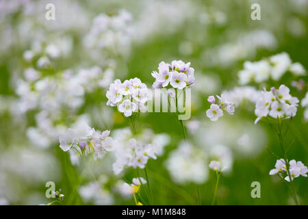 La floraison des fleurs de Coucou, Lady's Smock (Cardamine pratensis) sur un pré. Allemagne Banque D'Images