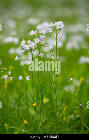 La floraison des fleurs de Coucou, Lady's Smock (Cardamine pratensis) sur un pré. Allemagne Banque D'Images