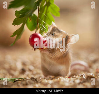 Manger des fruits d'aubépine souris fantaisie. Allemagne Banque D'Images