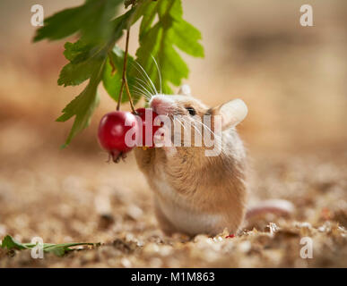 Manger des fruits d'aubépine souris fantaisie. Allemagne Banque D'Images