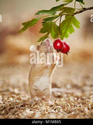 Manger des fruits d'aubépine souris fantaisie. Allemagne Banque D'Images