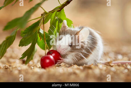 Manger des fruits d'aubépine souris fantaisie. Allemagne Banque D'Images