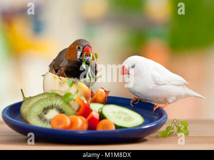 Diamant mandarin (Taeniopygia guttata). Paire d'adultes debout sur un plat avec des fruits et légumes tout en mangeant. Allemagne Banque D'Images