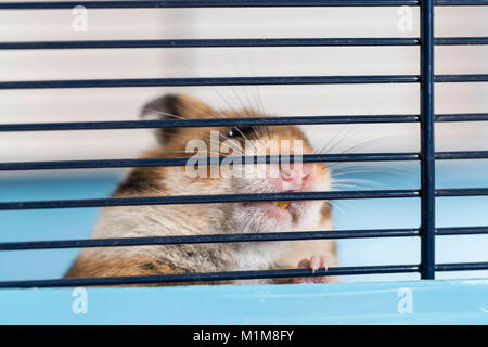 Animal Hamster doré rongeant sur les barreaux de sa cage. Allemagne Banque D'Images