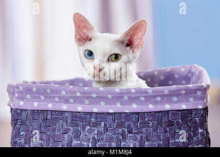 Devon Rex. Chaton avec des yeux de couleur différente, assis dans un panier. Allemagne Banque D'Images