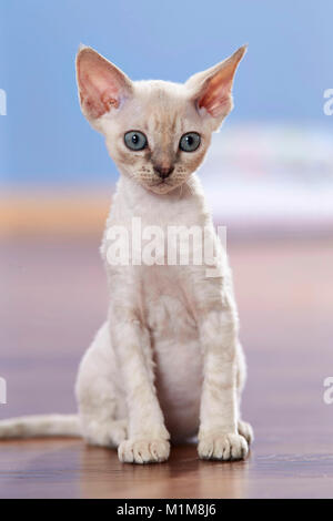 Devon Rex. Chaton assis sur le plancher. Allemagne Banque D'Images