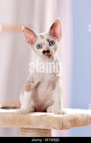 Devon Rex. Chaton assis sur un poteau de éraflure. Allemagne Banque D'Images