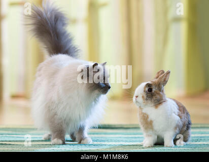 Lapin Nain Sacré de Birmanie et de réunion sur un tapis. Allemagne Banque D'Images