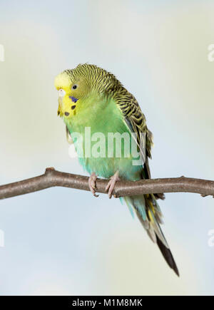 Perruche ondulée, Perruche (Melopsittacus undulatus). Oiseau perché sur un mauvais twog. Allemagne Banque D'Images