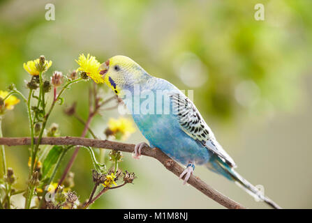 La Perruche ondulée, Perruche (Melopsittacus undulatus) se nourrissant de l'épervière (Hieracium lachenalii commun). Allemagne Banque D'Images