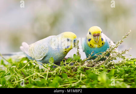 La Perruche ondulée, Perruche (Melopsittacus undulatus). Couple sur le mouron des oiseaux (Stellaria media), Allemagne Banque D'Images