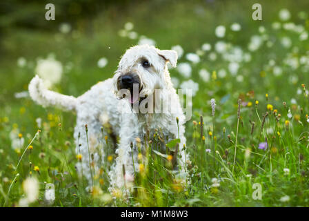 Irish Soft Coated Wheaten Terrier. Chien adulte debout dans une prairie en fleurs. L'Allemagne. Banque D'Images