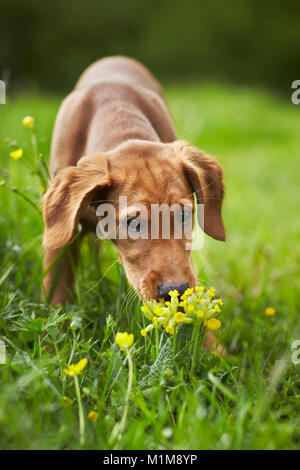 Golden Retriever. Chiot reniflant sur coucou bleu. L'Allemagne. Banque D'Images