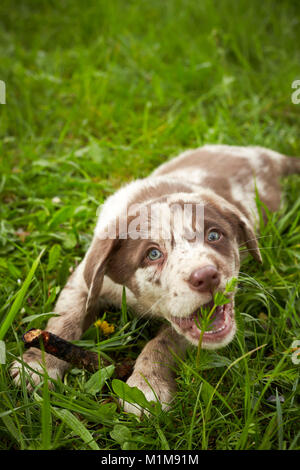 Chien de race mixte. Chiot sur un pré, jouant avec un bâton. Allemagne Banque D'Images