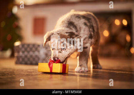 Chien de race mixte. Chiot dans une chambre décorée pour Noël, jouer avec un cadeau. L'Allemagne. Banque D'Images