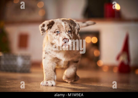 Chien de race mixte. Chiot marcher dans une salle décorée pour Noël. L'Allemagne. Banque D'Images