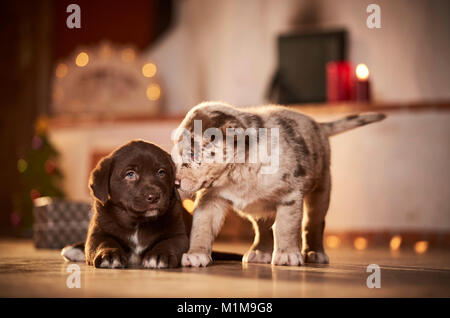 Chien de race mixte. Deux chiots dans une chambre décorée pour Noël. Allemagne Banque D'Images