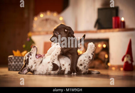 Chien de race mixte. Deux Chiots jouant dans une salle décorée pour Noël. Allemagne Banque D'Images