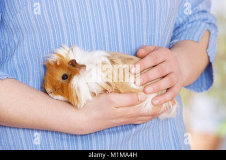 Cochon domestique, Cavie. Étant adultes Sheltie tenue correctement. Allemagne Banque D'Images