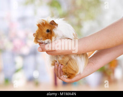 Cochon domestique, Cavie. Étant adultes Sheltie correctement pris en charge. Allemagne Banque D'Images