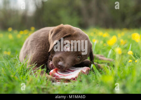 Brown Labrador Retriever chiot mâchant sur- un os charnu. L'Allemagne. Banque D'Images