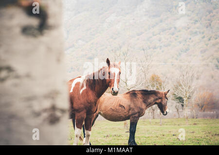 Cheval paît dans une ferme dans le lac Matese, Latino, district de Caserte, Campanie, Italie Banque D'Images