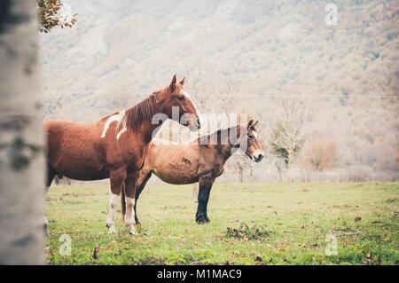 Cheval paît dans une ferme dans le lac Matese, Latino, district de Caserte, Campanie, Italie Banque D'Images