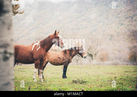 Cheval paît dans une ferme dans le lac Matese, Latino, district de Caserte, Campanie, Italie Banque D'Images