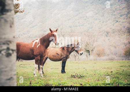 Cheval paît dans une ferme dans le lac Matese, Latino, district de Caserte, Campanie, Italie Banque D'Images