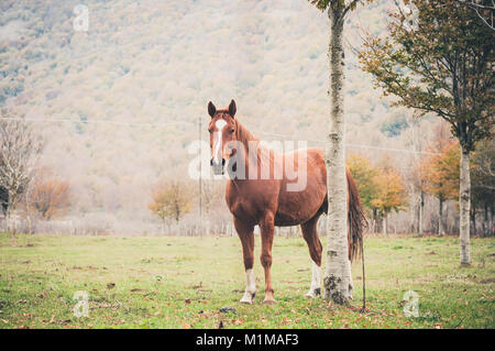 Cheval paît dans une ferme dans le lac Matese, Latino, district de Caserte, Campanie, Italie Banque D'Images