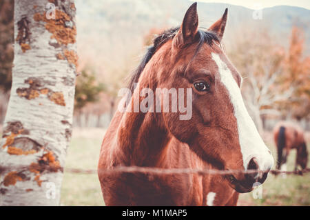 Cheval paît dans une ferme dans le lac Matese, Latino, district de Caserte, Campanie, Italie Banque D'Images