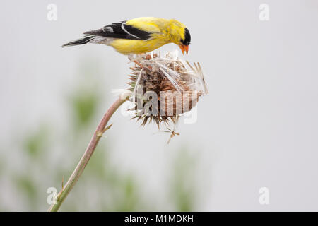 Chardonneret jaune (Spinus tristis), aussi connu sous le nom de Eastern Chardonneret et serin des Canaries. Cette photo montre le mâle de reproduction. Banque D'Images