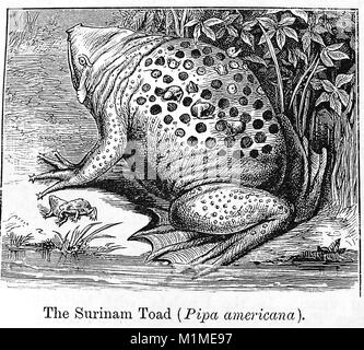 Une illustration à partir de 1889 L'Encyclopédie de chambre - illustration d'un crapaud commun SURINAME (Pipa Pipa Pipa ou Americana) également connu sous le nom de l'étoile-crapaud fingered Banque D'Images