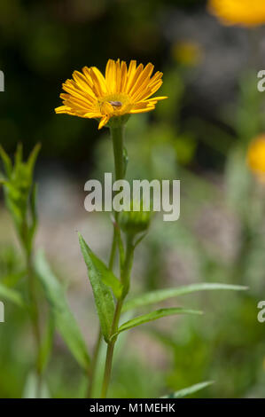 Buphthalmum salicifolium, Weidenblaettriges Rindsauge,yellow Oxeye Daisy Banque D'Images