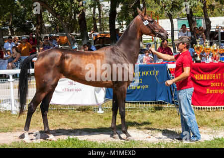 Portrait de chevaux akhal-teke Banque D'Images