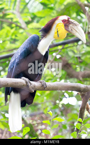 Grand calao (nom scientifique : Buceros bicornis) Banque D'Images