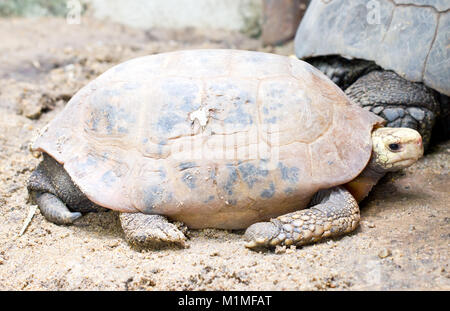 Tortue tortue allongées (Nom scientifique : Indotestudo elongata) Banque D'Images