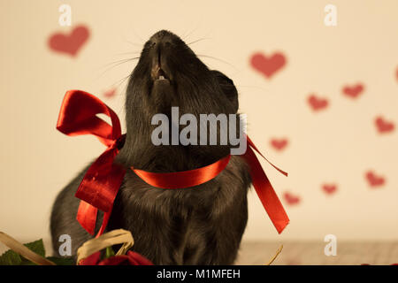 Cochon le jour de la Saint-Valentin Banque D'Images