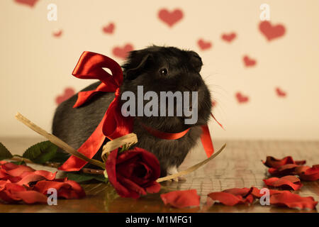 Cochon le jour de la Saint-Valentin Banque D'Images