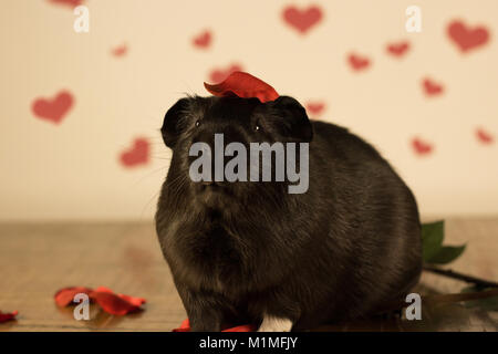 Cochon le jour de la Saint-Valentin Banque D'Images