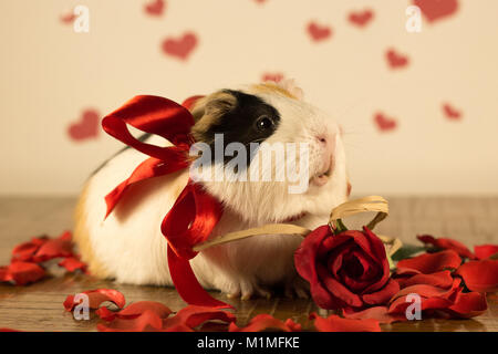 Cochon le jour de la Saint-Valentin Banque D'Images