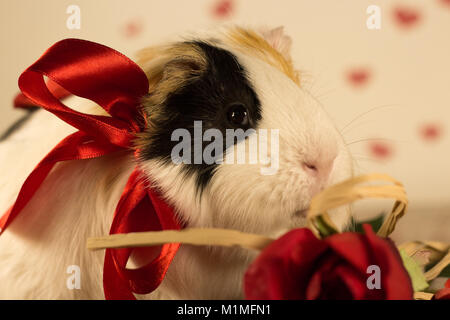 Cochon le jour de la Saint-Valentin Banque D'Images